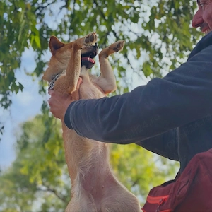 Pet sitter Oradea   Salonta   Sarkad x Ingrijitor Animale x Cazare Animale x Dresaj de Baza - imagine 7