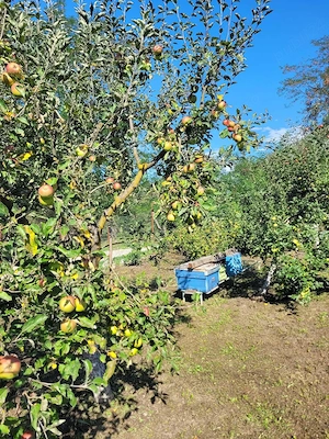 Vand teren in zona de deal-munte ,la 5 km de Manastirea Curtea de Arges,in com.Valea Iasului ,ARGES - imagine 5
