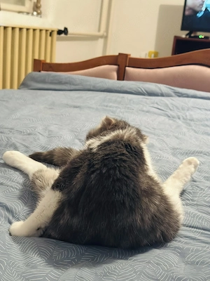 Pet sitter Oradea   Salonta   Sarkad x Ingrijitor Animale x Cazare Animale x Dresaj de Baza - imagine 10