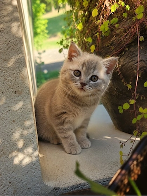British Shorthair
