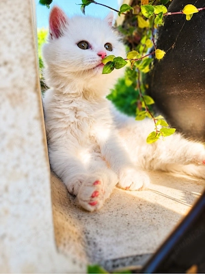 British Longhair White - imagine 2