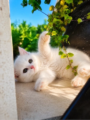 British Longhair White