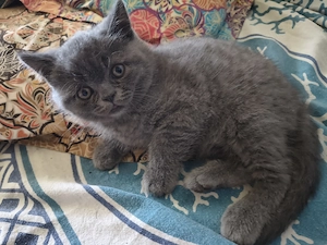 Pisici British shorthair - imagine 2