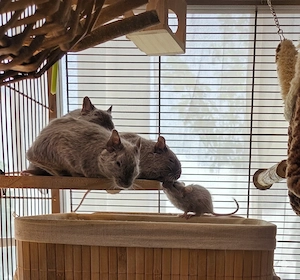 Puiuți de veverițe degu crescuți în casă sociabili și jucăuși - rozătoare