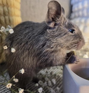 Puiuți de veverițe degu crescuți în casă sociabili și jucăuși - rozătoare - imagine 3