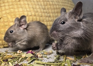 Puiuți de veverițe degu crescuți în casă sociabili și jucăuși - rozătoare - imagine 4