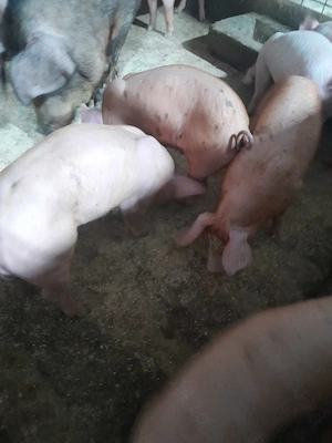 purcei duroc cu petrean - imagine 2