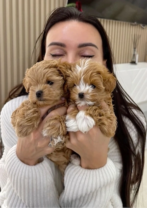 Maltipoo Pudel Mini Toy 