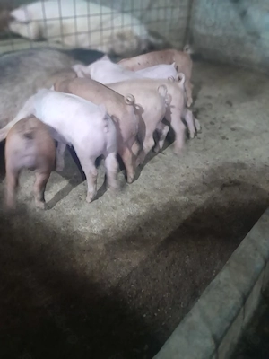 purcei duroc cu petrean - imagine 3