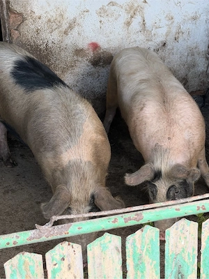 porci mari 100 kg si porci mici 25 30 kg  - imagine 3