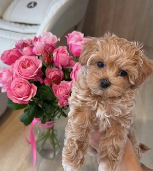Maltipoo Pudel Poddle mini toy  - imagine 2