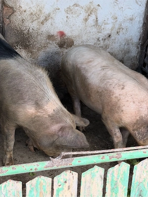 porci mari 100 kg si porci mici 25 30 kg  - imagine 4