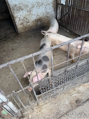 porci mari 100 kg si porci mici 25 30 kg  - imagine 5
