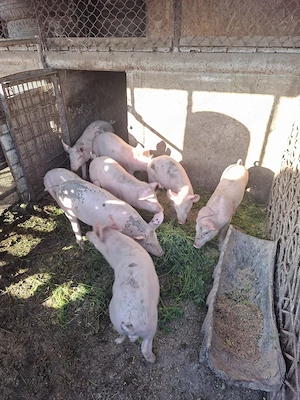 Purcei rasa Marele Alb, 13 Săptămâni
