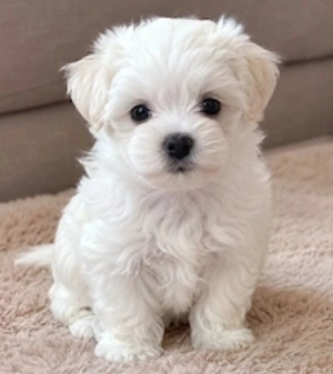 Bichon Maltese cu pedigree 
