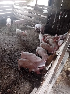 vând 14 purcei de 8 săptămâni  - imagine 3