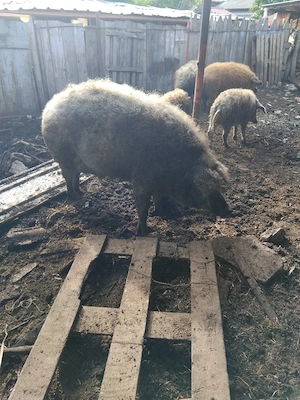 porc mangalița  pt sacrificat - imagine 5