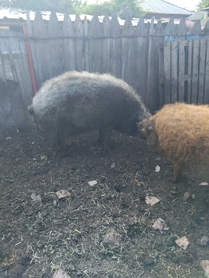 porc mangalița  pt sacrificat - imagine 3