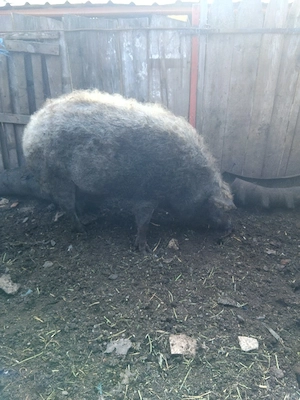porc mangalița  pt sacrificat - imagine 2
