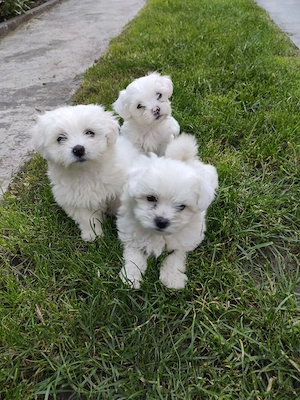 Vând Bichon Maltez  - imagine 2