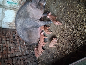 Purcei rasa pura duroc