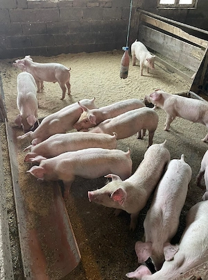 Porci purcei 20 25 de kg rasă de carne