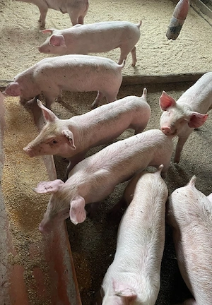 Porci purcei 20 25 de kg rasă de carne - imagine 3