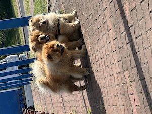 Chow chow masculi - imagine 5