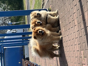 Chow chow masculi - imagine 2