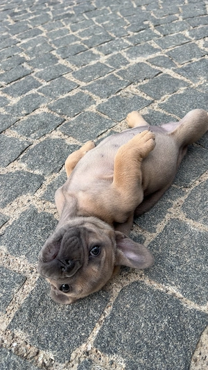 Bulldog Francez Femelă   Căutăm Familie Iubitoare    - imagine 3