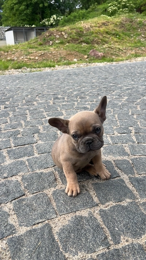 Bulldog Francez Femelă   Căutăm Familie Iubitoare    - imagine 2
