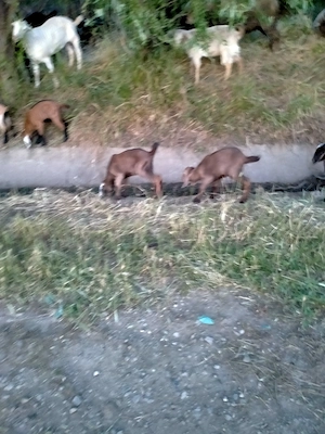 Ieduți AngloNubian de 3 săptămâni.