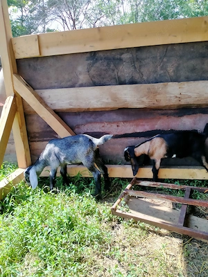 Ieduți AngloNubian de 3 săptămâni. - imagine 4