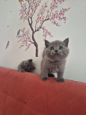 British Shorthair Blue Superbi | Deparazitați | Bacău - imagine 3
