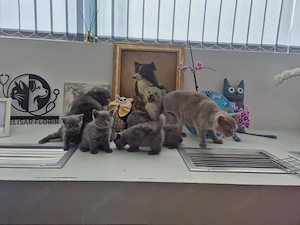 British Shorthair Blue Superbi | Deparazitați | Bacău - imagine 4