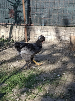 Vând cocoși de 3.5 luni 