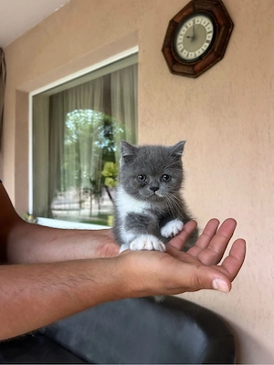 Pui british shorthair