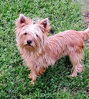 Yorkshire terrier golld foarte mic 7. luni - imagine 4
