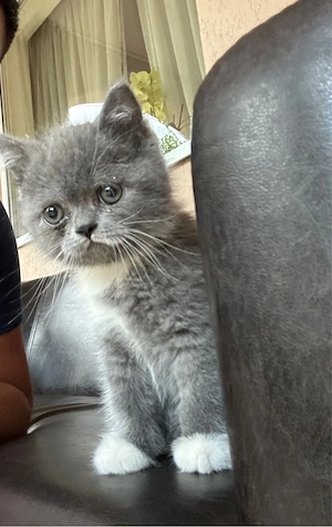 Pui british shorthair - imagine 2