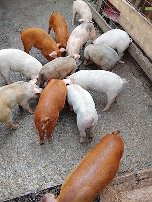 Vând purcei marele alb cu duroc,de 8 săptămâni  - imagine 3