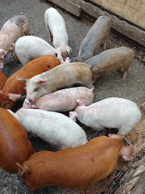 Vând purcei marele alb cu duroc,de 8 săptămâni  - imagine 2