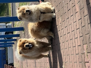 Chow chow masculi - imagine 4