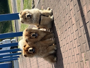 Chow chow masculi