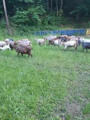 capre bune de lapte ofertă garantată  - imagine 4