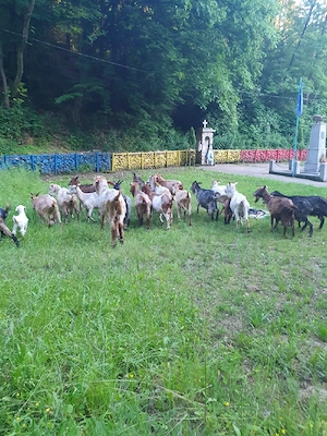 capre bune de lapte ofertă garantată  - imagine 5