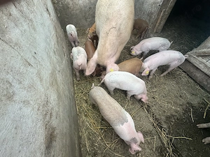 Vând porci de 5 săptămâni  - imagine 4