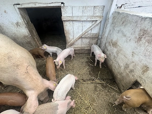 Vând porci de 5 săptămâni  - imagine 3