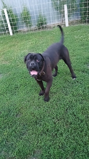 Vând câine cane corso - imagine 2