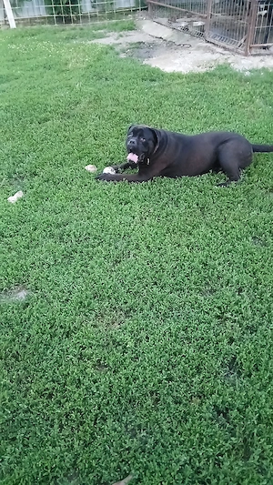Vând câine cane corso