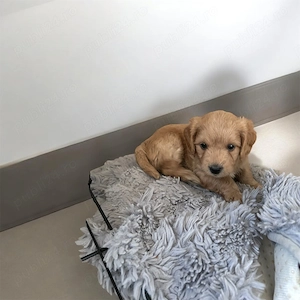 Maltipoo puiuți - imagine 3